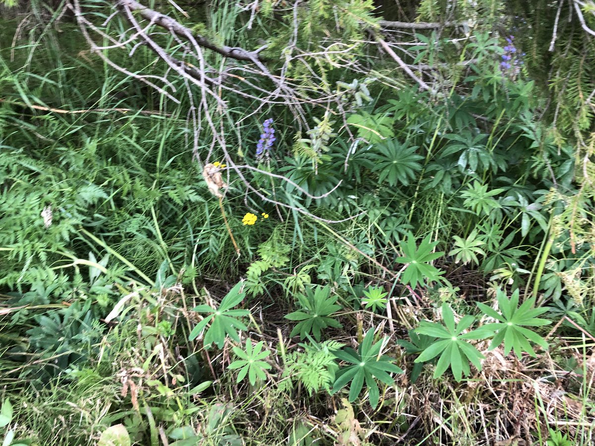 jmapat's tweet photo. Vieraslajien leviämisellä ei sovi vitsailla, mutta näihin yksilöihin liittyy hupaisa tarina. Lapsuuden kodin naapuri oli kasarilla tuonut nämä tyttärensä pihalta pohjoiseen ja kehuskellut äidille, että tästä tulee sellainen kukkaloisto, että lennät vielä perseellesi! #lupiinit https://t.co/Gs4NM0q7aM
