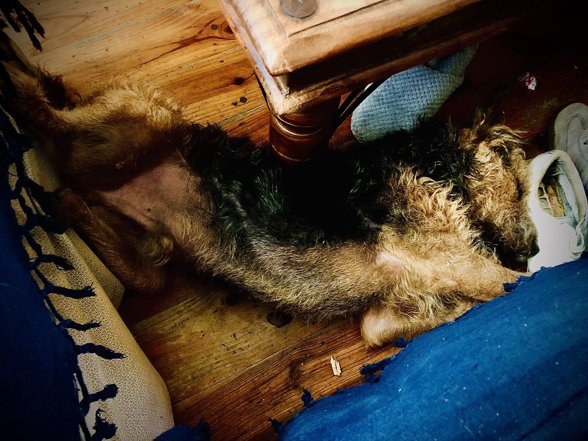 SallyGeake's tweet photo. Sunday snooze positions by #LenDog #LenInLockDown https://t.co/VgAvdny3Xb