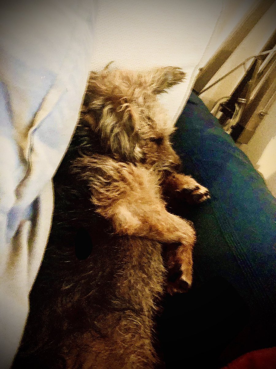 SallyGeake's tweet photo. Sunday snooze positions by #LenDog #LenInLockDown https://t.co/VgAvdny3Xb