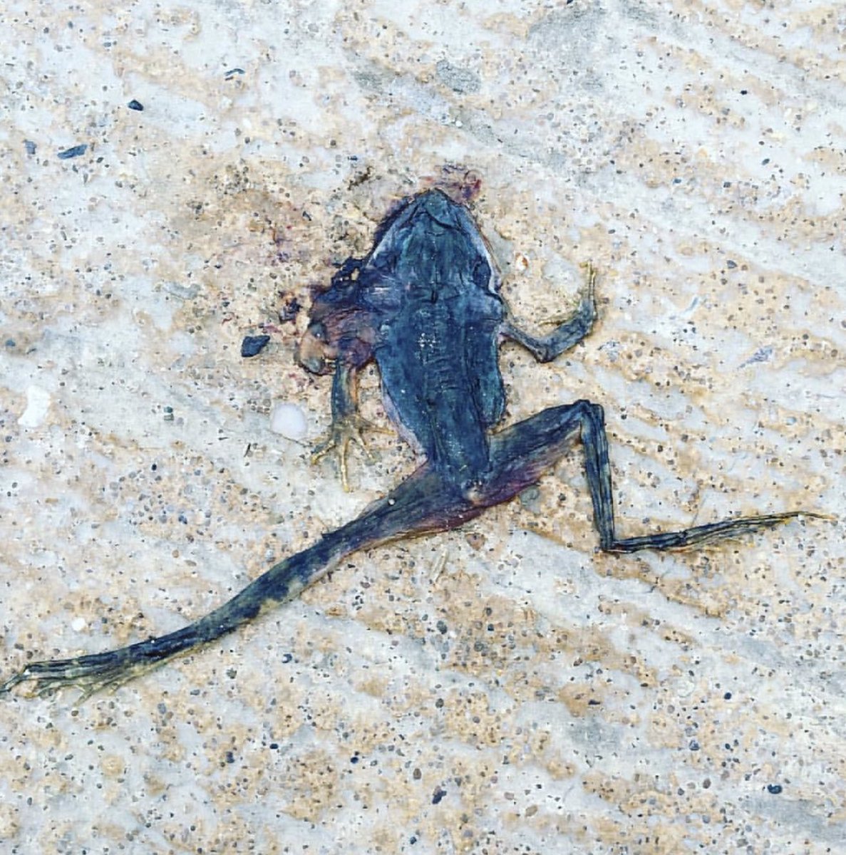 24HourBitching's tweet photo. 2020’s spirit animal... https://t.co/SKL5pCRSNH