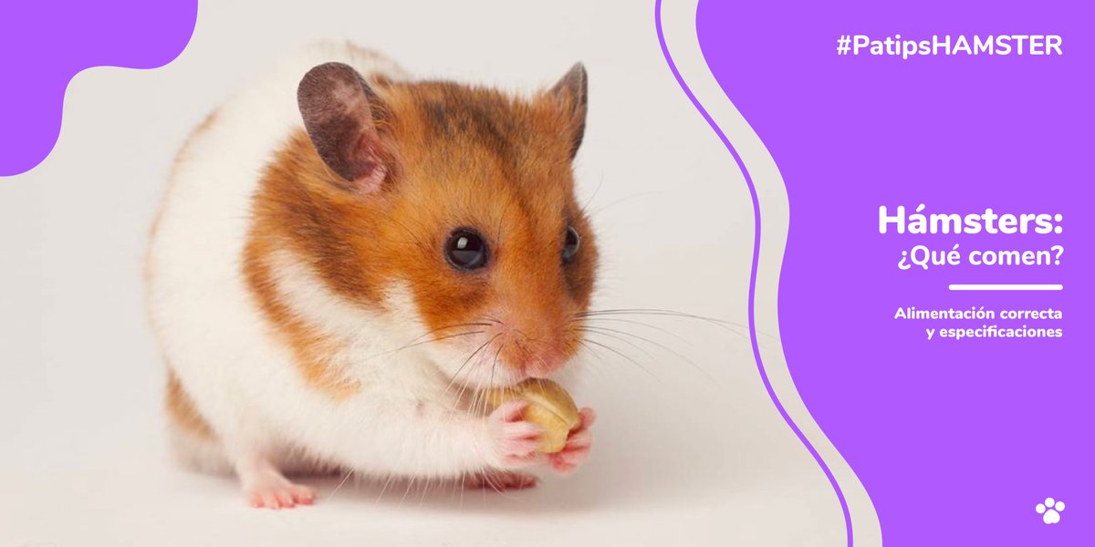 patipspanama's tweet photo. Una dieta equilibrada para tu hámster no consiste solamente del pienso o comida que venden para ellos en las tiendas. 
Si deseas saber cómo alimentar bien a tu hámster, lee la siguiente información: https://t.co/aCUtlML0GK

#Patips #Animalesdomesticos #animallovers #hamster https://t.co/gtMDXpVdY8