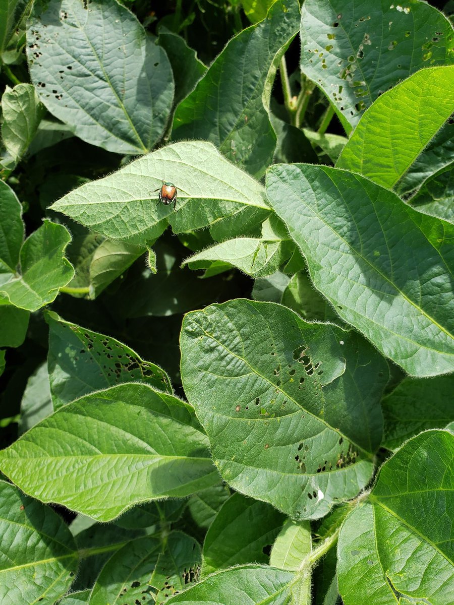 A few Japanese beetles in soybeans behind my house today.