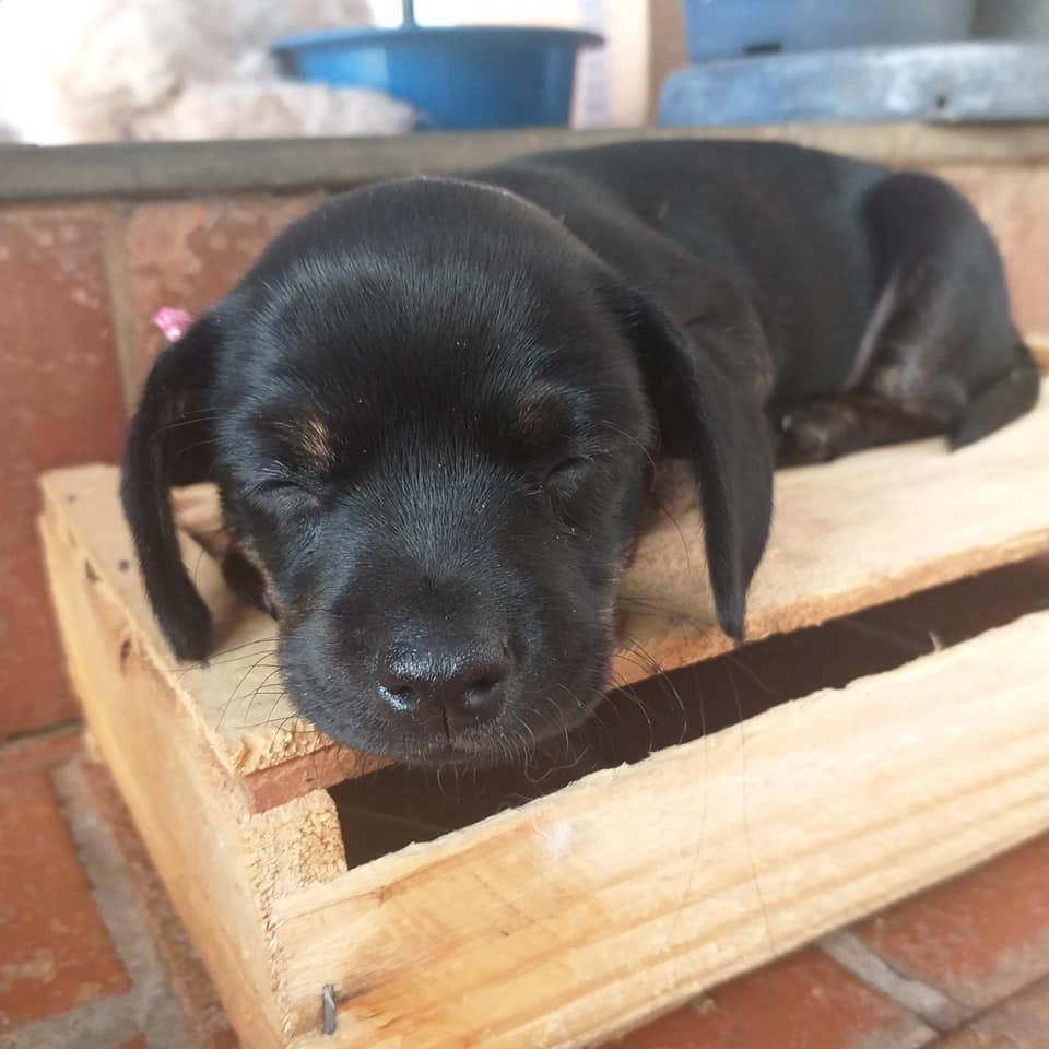 CatioroReflexiv's tweet photo. mimiu/codou

crédito: 
Vitória Garcia https://t.co/glggSHjWw2