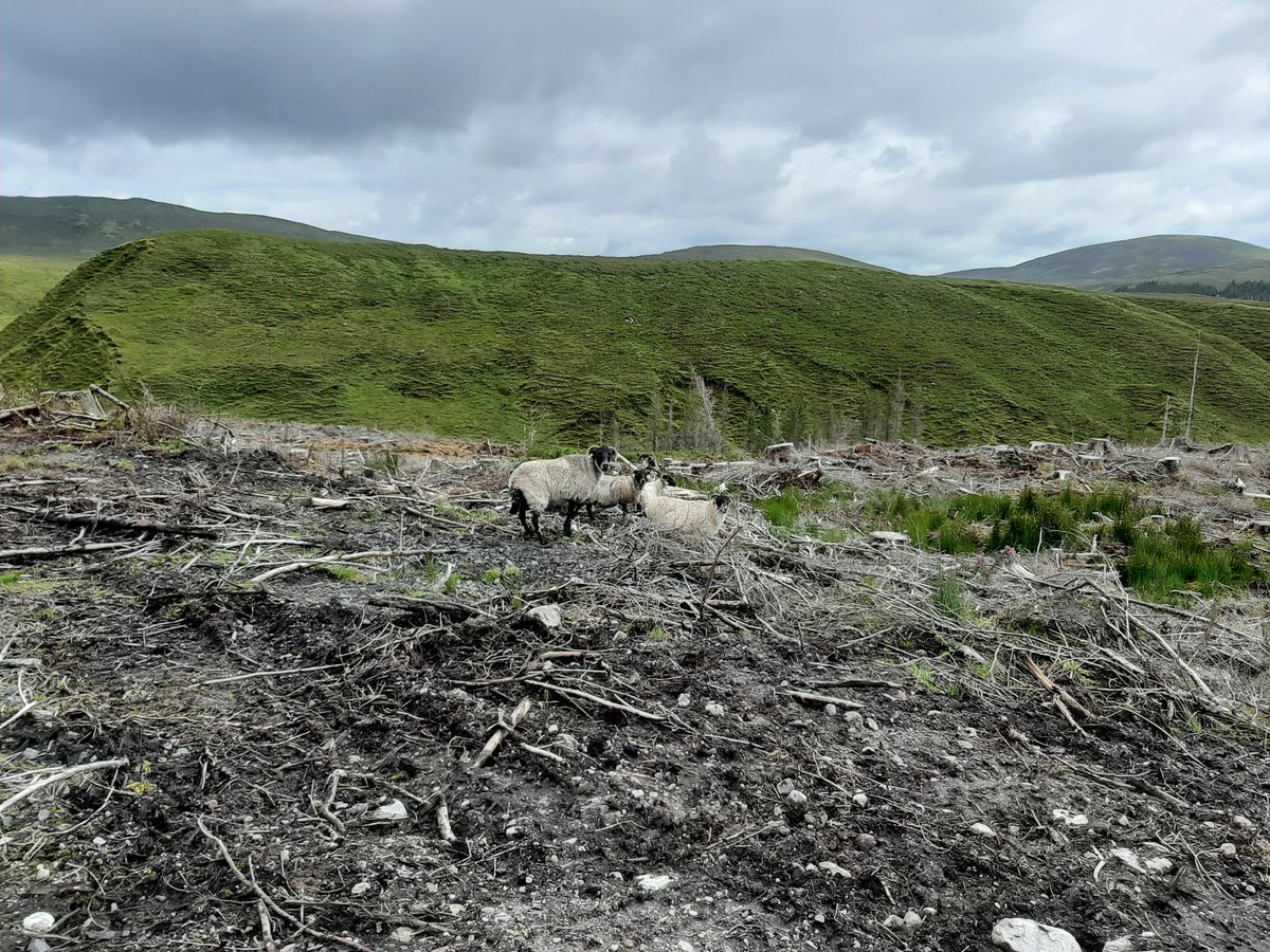 Welcome to the post-natural landscape of 'Wild Nephin'/Ballycroy National Park in Co. Mayo. It offered so much promise, where did it all go wrong?