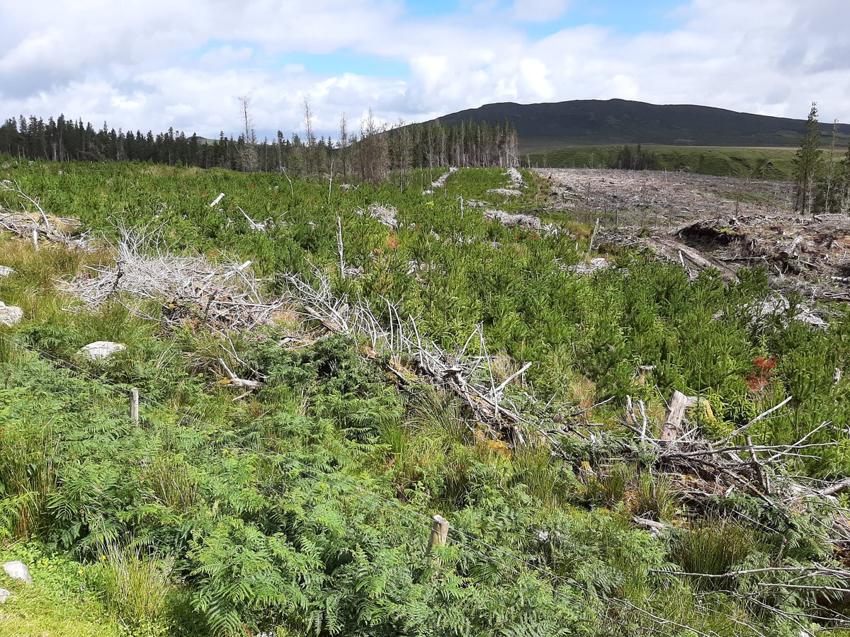 An investigation by  @GreenNews_ieat the end of 2017 found that far from replacing the conifers, 260,000 *new* conifers had been planted since 2013. Some of these can be see in the photo.  https://greennews.ie/ireland-first-wilderness-zone-under-threat-commercial-forestry/