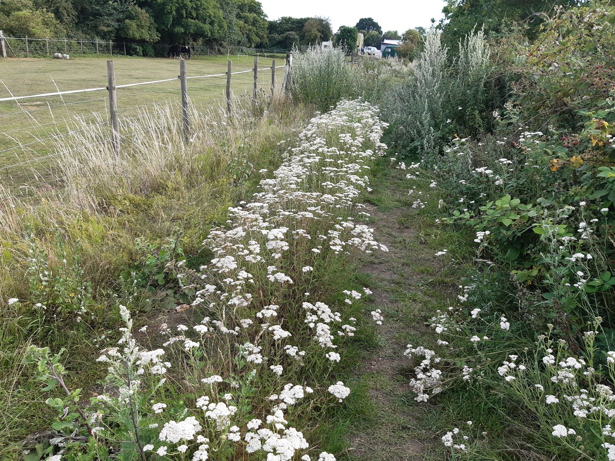 #wildflowerhour Is this meadowsweet?