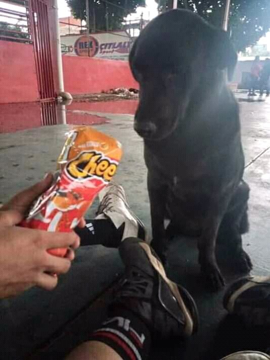 pedaxido's tweet photo. 🐾El es patotas!!!🐾
~un perrito de la calle 🐶🐶🐶
Llevamos mas de 3 años como buenos amigo , todo comenzo un dia que el olor de mis #chetoos lo atrajo. Desde entonces todos los dias le doy comida~
#DiaDelPerro  #cachorro 
#perros #mascota 
#PerrosPerdidos 
#amigos #FelizDomingo https://t.co/TkzVJO5o3w