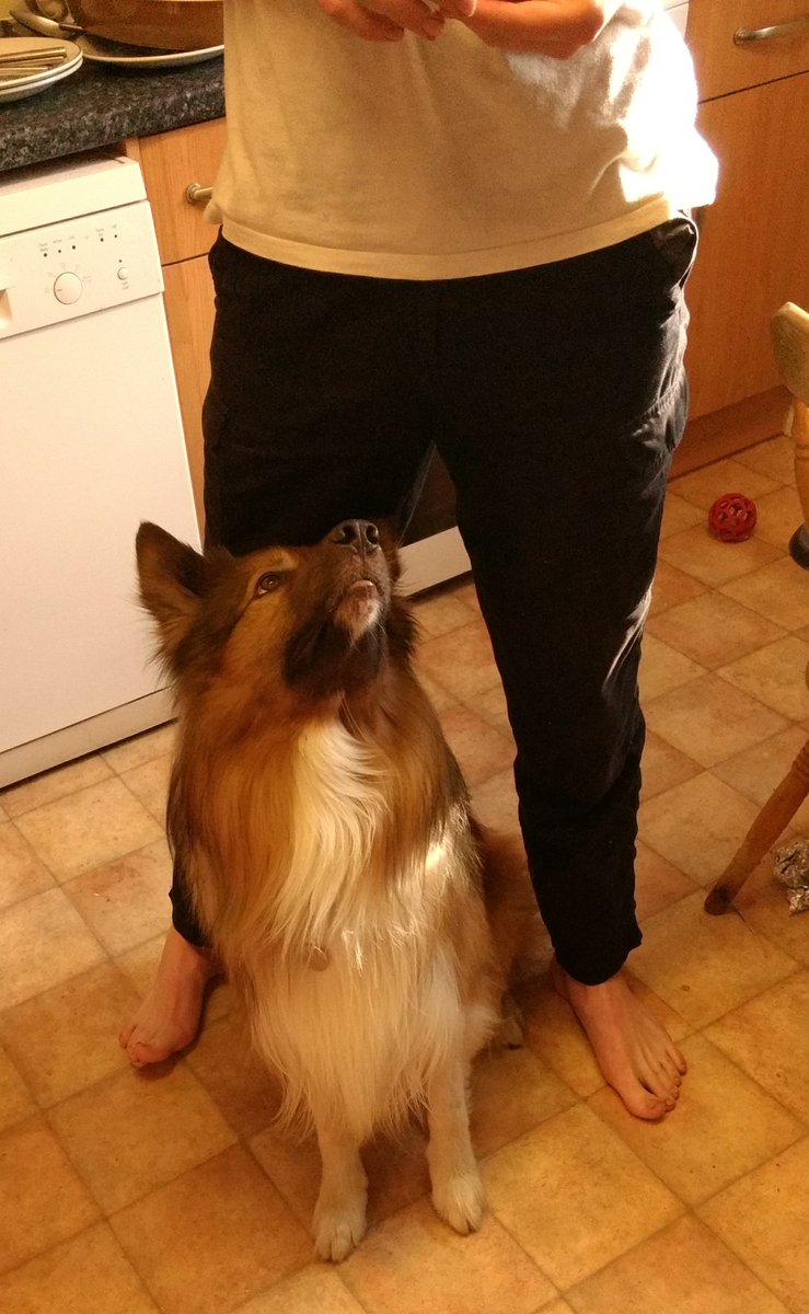 CamasTheCollie's tweet photo. Whatever it is that you are eating looks good. I am going to sit here in front of you until you decide to share. πΎπΎ π
#BorderCollie
#Hungry
#FeedMe
#Pleeeeeease https://t.co/A4rr3PUGRt