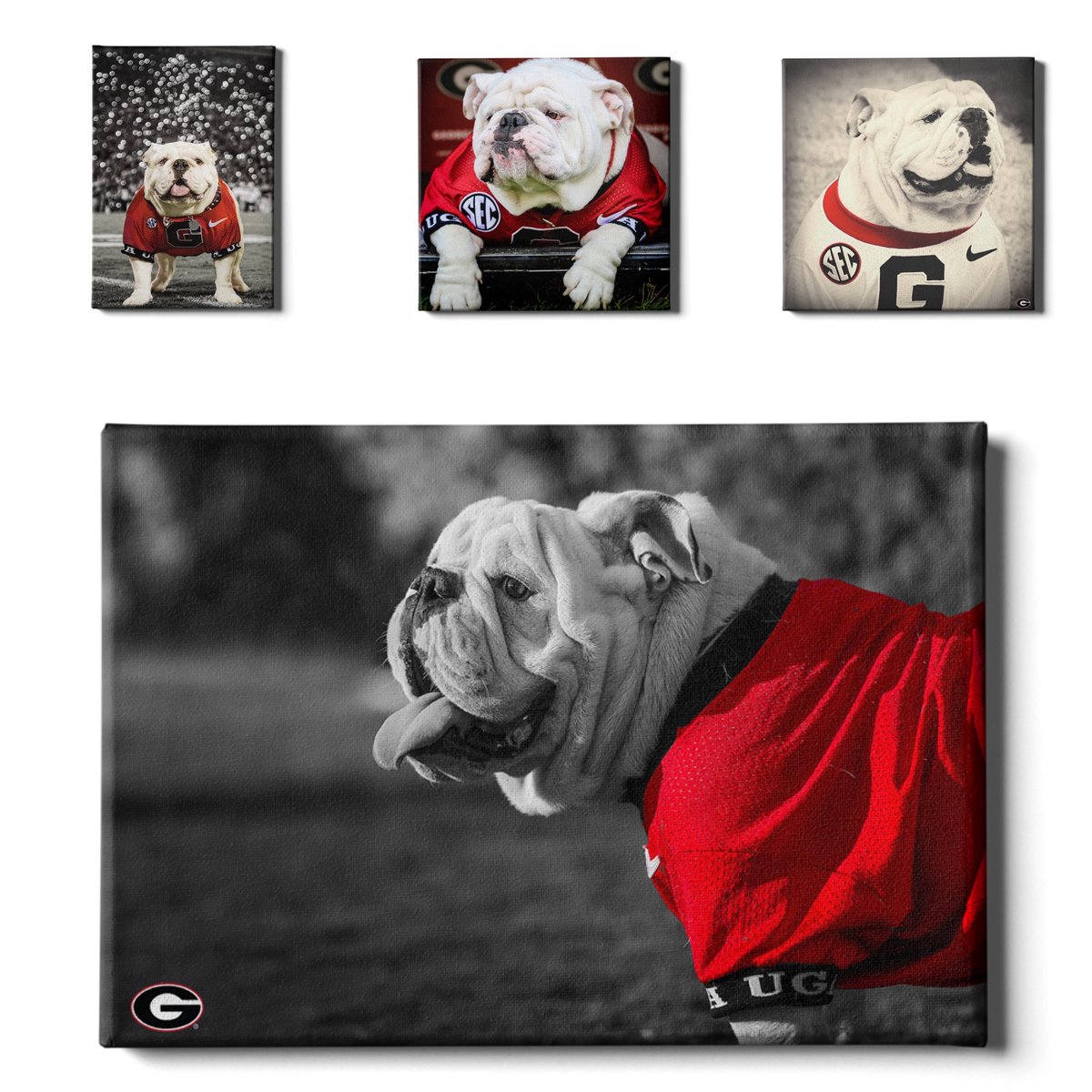 Four Epic images of Uga. Which one is your favorite? See more Georgia images at collegewallart.com. Don’t forget about Free Shipping.