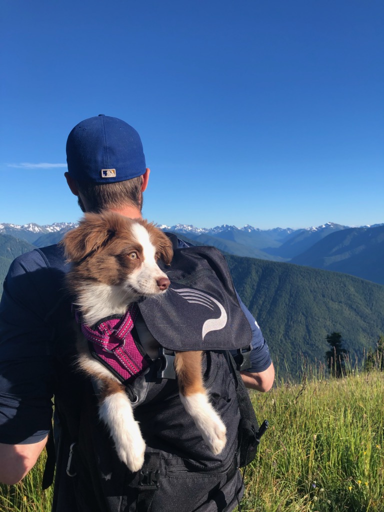 makeitmorain's tweet photo. The @DrivelineBB backpack can even been used to carry your puppers when she is tired https://t.co/vH9i7TjnkL