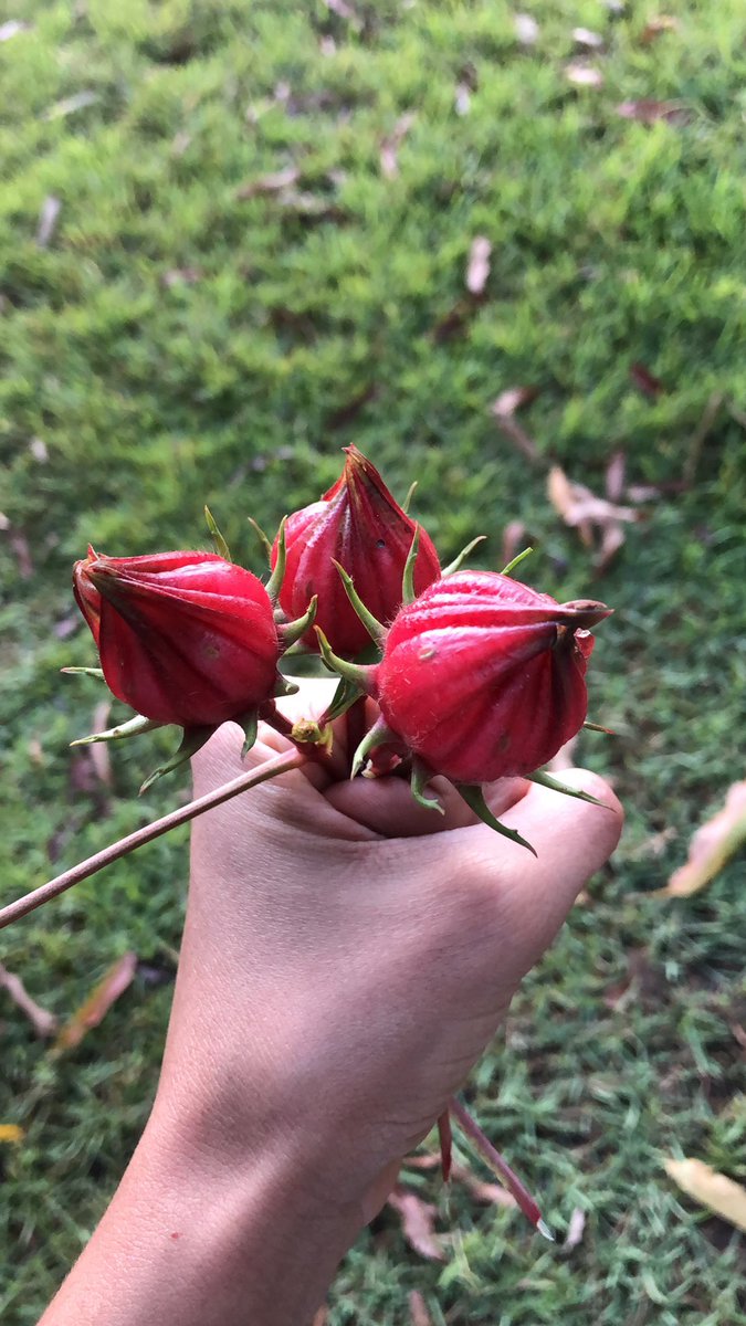 sopepagode's tweet photo. o buquê de flor que eu daria pro hoseok💕🙈 https://t.co/0e2JvLHzYc