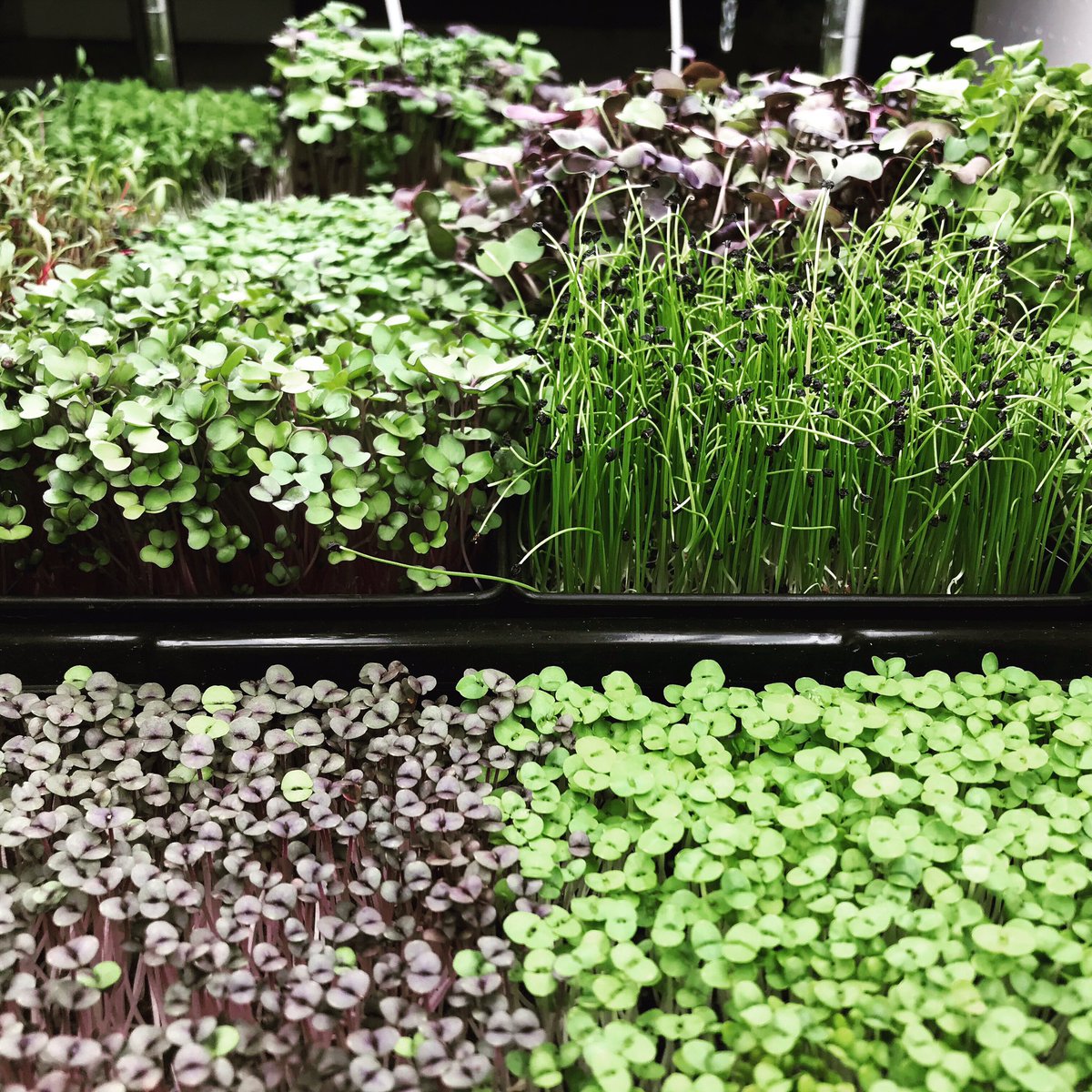 🌱Mixed Microgreens are rolling off the racks now that restaurants are allowed having customers back inside🔥
👨🏻‍🌾We seed every order custom to your needs and will deliver them cut and ready to eat or live in the tray 🌱
🧑‍🍳DM to get some!
#ygk #ygkfarmtotable