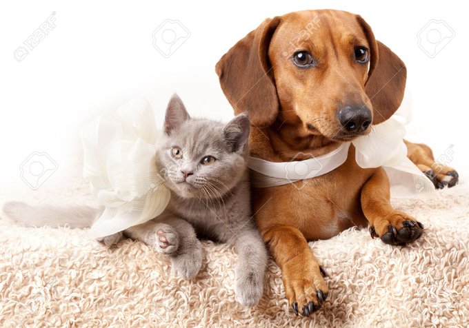 Are you a cat person or a dog person? Why do you prefer cats/dogs? I prefer cats because they're usually
