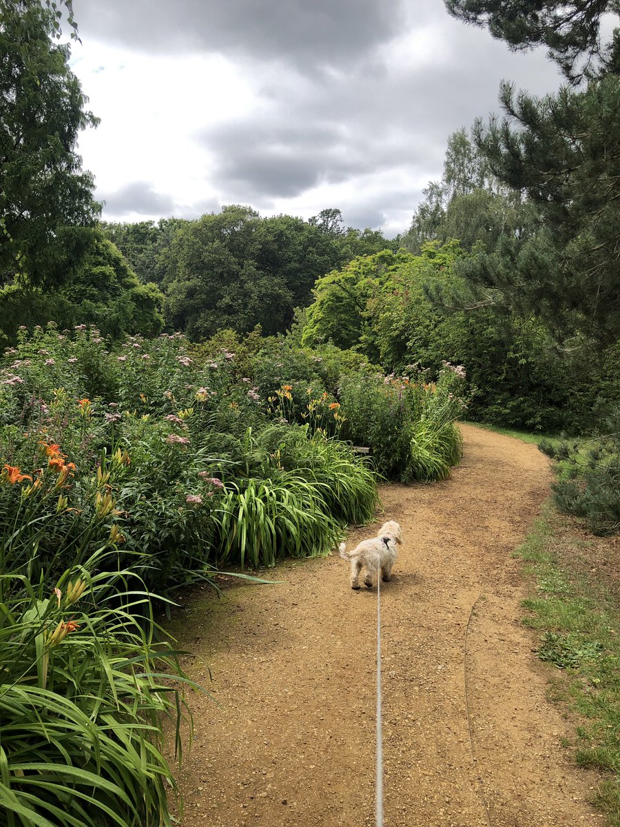 SeanYeates's tweet photo. Day 18/26 of #Samarathon2020. Archie and I walked through Richmond Park today, completing 3.3 miles. Weโre raising money for @sams_kingston. You can support our adventures at https://t.co/Mc2oCurk9r https://t.co/RwScyplNbL