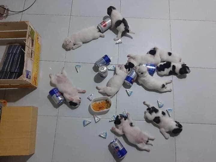 MICHIKATZE1's tweet photo. Mortal la farra de los "perros" en plena cuarentena encima no tienen conciencia alguna escrache social urgente.. pero yaaaaaaaa 😡 https://t.co/of7BACMQzU