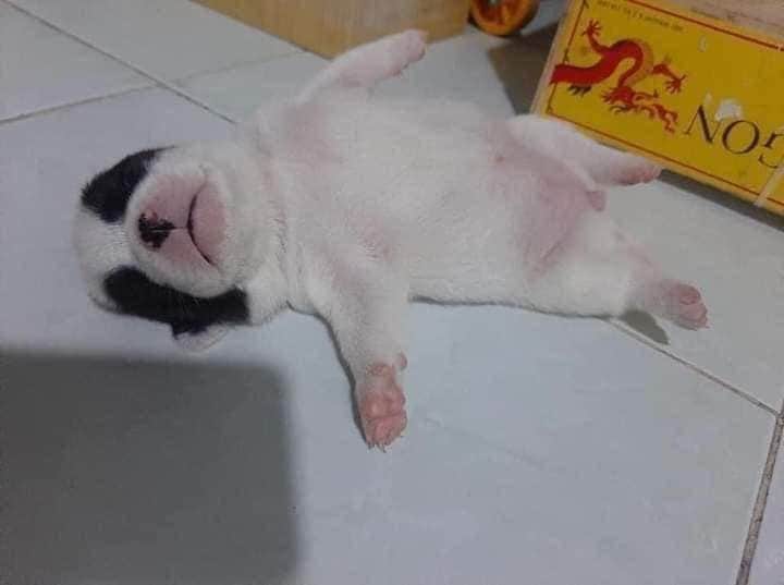MICHIKATZE1's tweet photo. Mortal la farra de los "perros" en plena cuarentena encima no tienen conciencia alguna escrache social urgente.. pero yaaaaaaaa 😡 https://t.co/of7BACMQzU