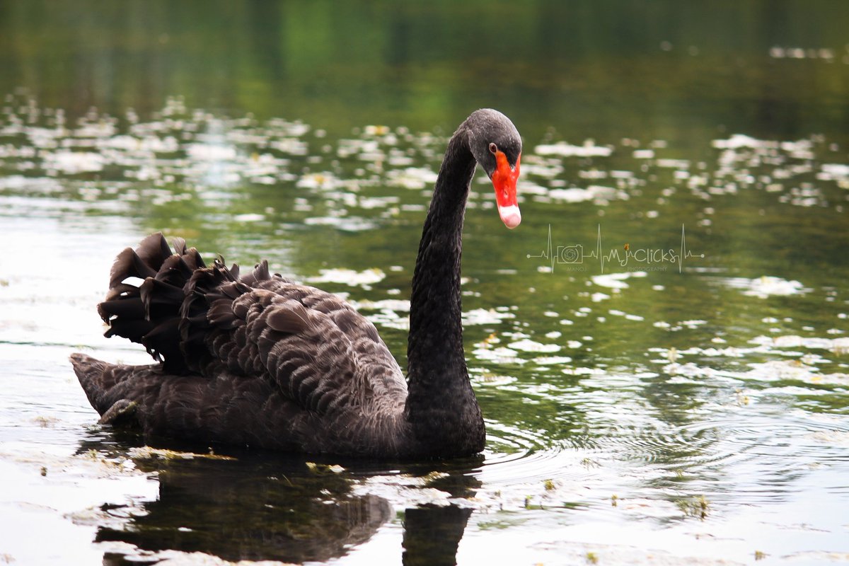 ManojsSekar's tweet photo. SERIES - Black Swan🖤🖤 #MJclicks📸
#blackswan #photography #photographer #twitterphotography
For more pictures - https://t.co/vAzDT7iNm3 https://t.co/DIBYcCF0Vu