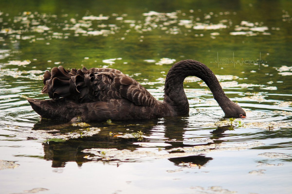 ManojsSekar's tweet photo. SERIES - Black Swan🖤🖤 #MJclicks📸
#blackswan #photography #photographer #twitterphotography
For more pictures - https://t.co/vAzDT7iNm3 https://t.co/DIBYcCF0Vu