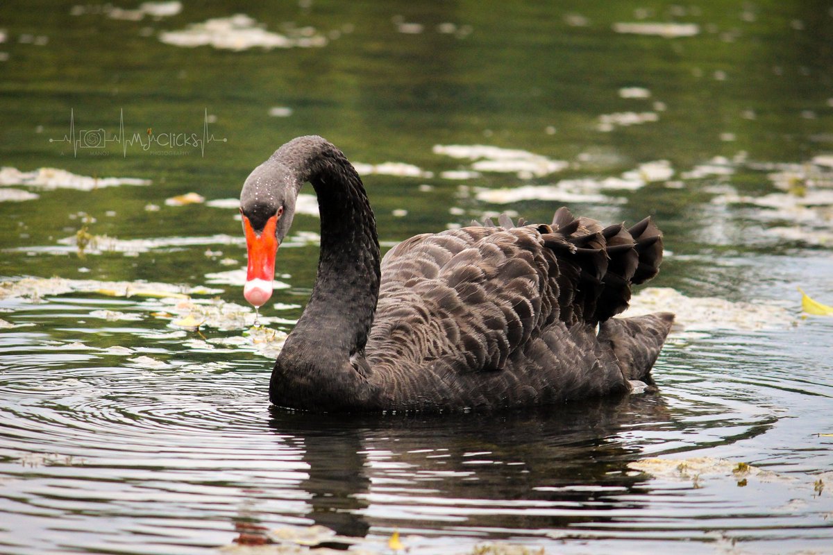 ManojsSekar's tweet photo. SERIES - Black Swan🖤🖤 #MJclicks📸
#blackswan #photography #photographer #twitterphotography
For more pictures - https://t.co/vAzDT7iNm3 https://t.co/DIBYcCF0Vu