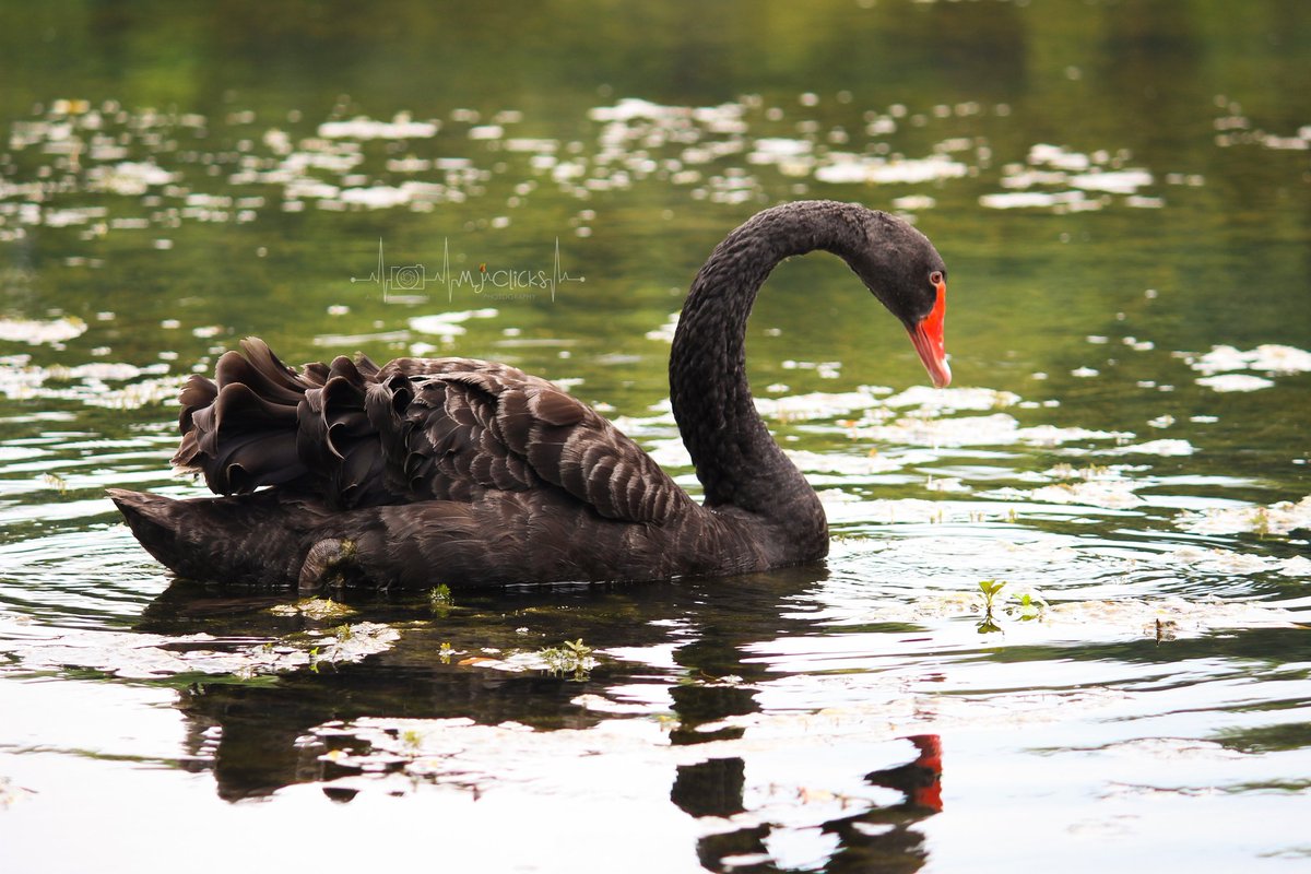 ManojsSekar's tweet photo. SERIES - Black Swan🖤🖤 #MJclicks📸
#blackswan #photography #photographer #twitterphotography
For more pictures - https://t.co/vAzDT7iNm3 https://t.co/DIBYcCF0Vu