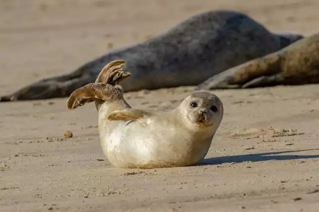 Seals are known for doing this cute af “banana pose”. They apparently do it when feeling content, but also lifting their head and tail helps to regulate their body temperature.