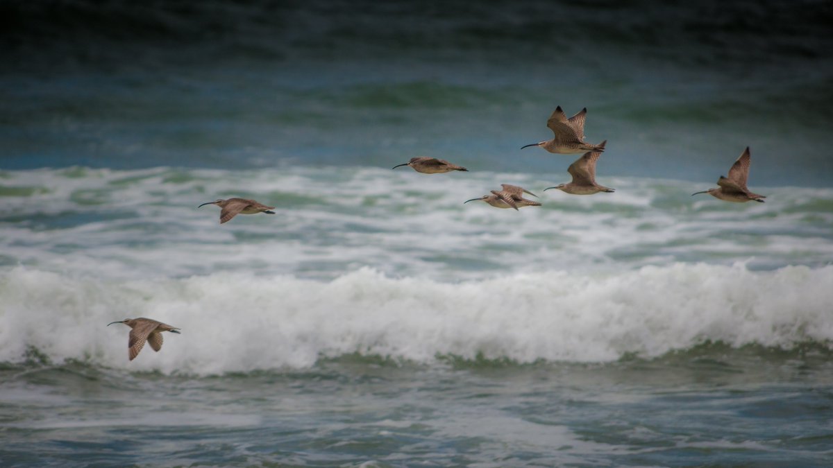 photos_walker's tweet photo. #fortfunston #fortfunstonbeach #birds #ocean #bayarea #nikonnofilter Nikon D3X, 80-400 mm, f/6.3 1/2500 sec ISO 200 mm https://t.co/RiYK0sfdG4