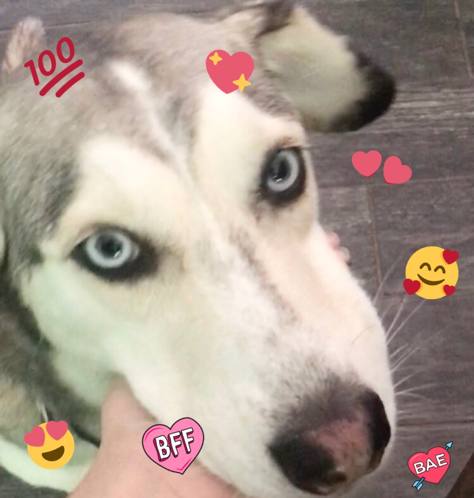 fIuffycow's tweet image. #MyOnlyFriend #Love #Woof 
#OnlySashaBringsMeHappiness