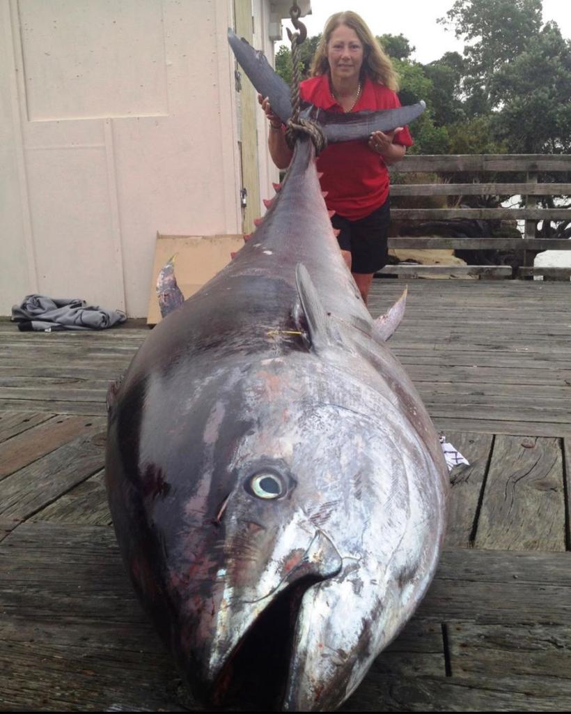 SportsCenter's tweet photo. Donna Pascoe caught a tuna that weighs 907 lbs and took four hours to reel in.

It had an estimated auction value of up to $2 million and could make 2,875 sandwiches and 3,162 cans of tuna 🎣🤯 

(via kenpascoe, gladiatorchartersnz/Instagram) https://t.co/5KlXmPjEU1