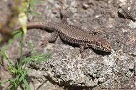 WistfulCass's tweet photo. Fascinating stuff from Richard @RTaylorJones on not so #CommonWallLizard. I've only ever seen one, on my own south-facing wall, found by a local builder
Does anyone know if they 'play dead'? We put it somewhere quieter looked un-alive. Minute later, it was gone
#Countryfile https://t.co/bgO6sJsSjB