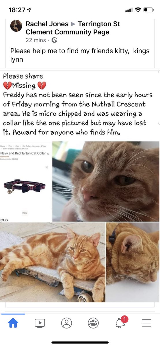 AlanDaffern's tweet photo. #Missing Freddy #Microchipped #GingerCat - #Lost 17/07/20 - Nuthall Cresent area of #KingsLynn #Norfolk #PE30 - Please check gardens/sheds/under hedges - A reward is offered for his safe return.
@kerrylalameow @Davethecat5 @MissingPetsGB @gelert01 @SheridanAlcock https://t.co/KbMZiQNDcX