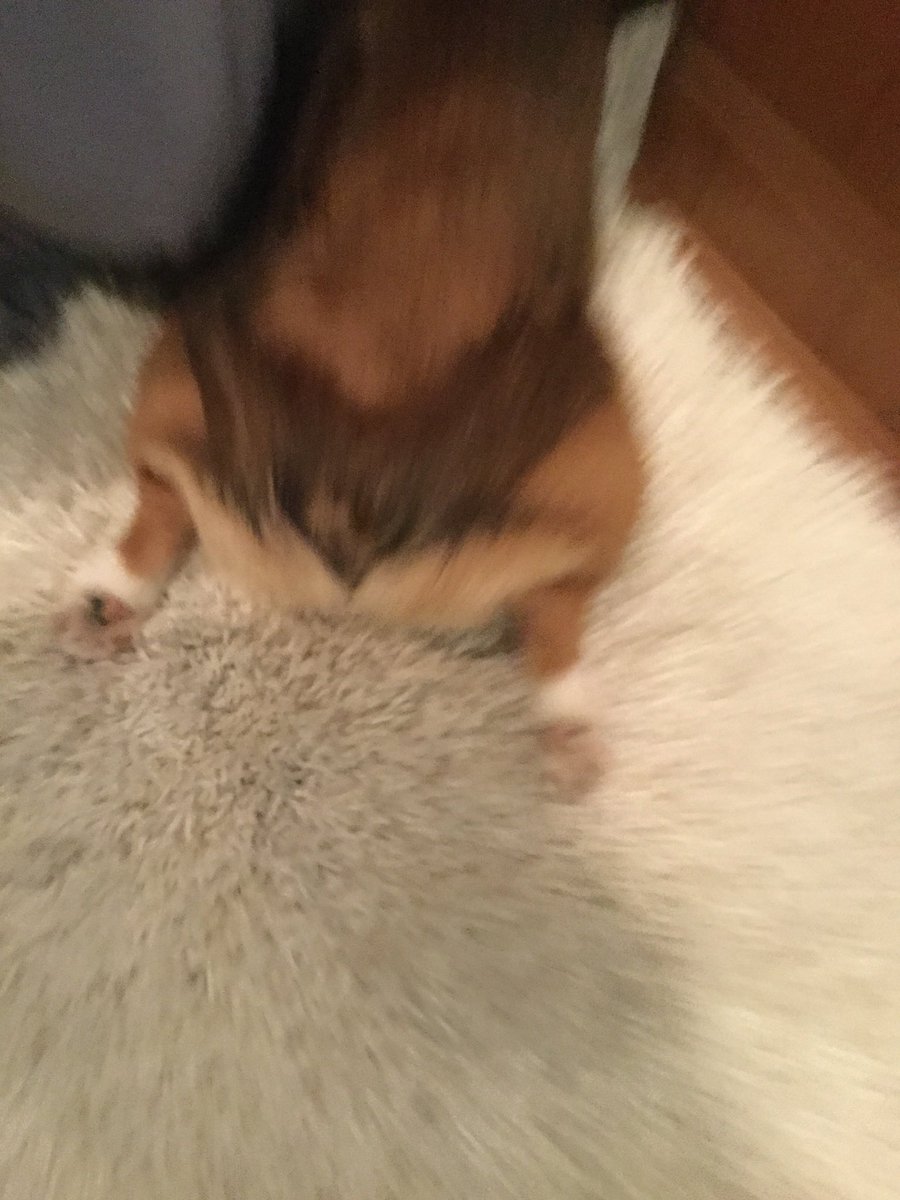 MungoGusNigelJJ's tweet image. Nigel thinks that if we can’t see his face, we can’t see him.  Nigel is dead wrong.  😂  #DatButt