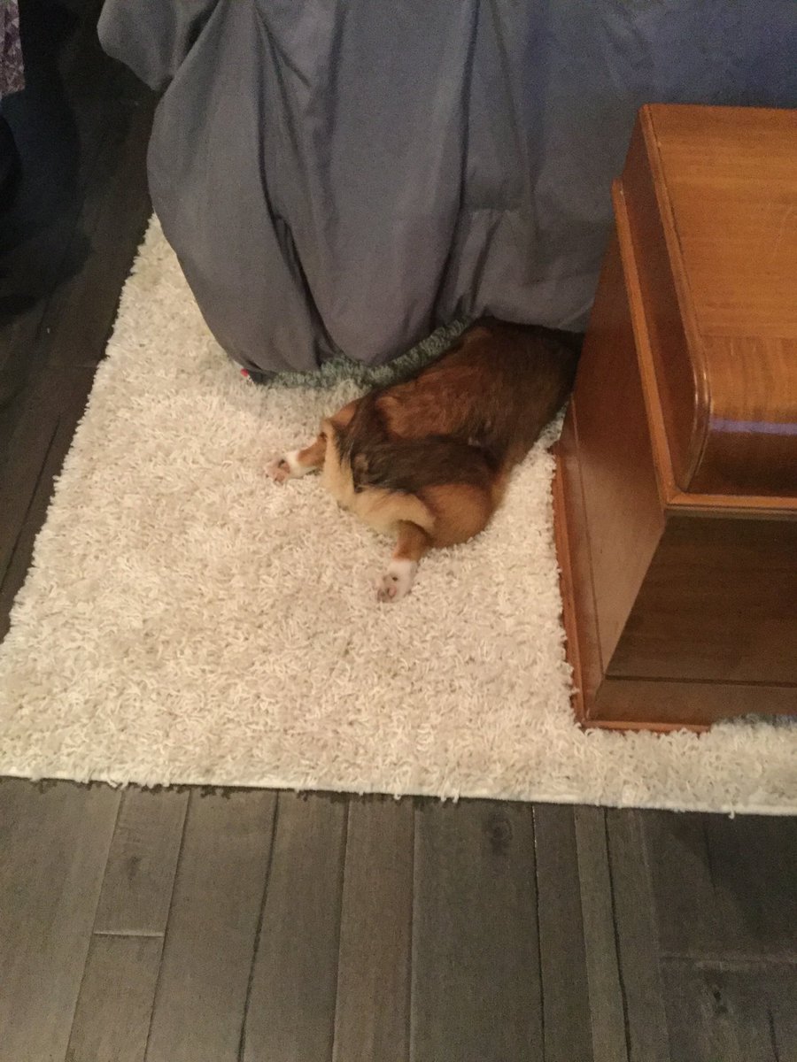 MungoGusNigelJJ's tweet image. Nigel thinks that if we can’t see his face, we can’t see him.  Nigel is dead wrong.  😂  #DatButt