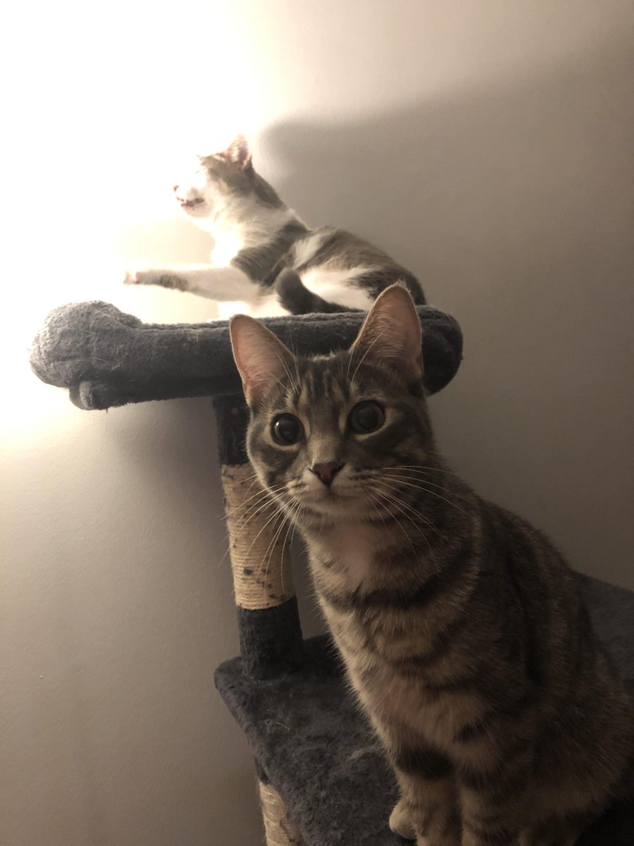 MeowMoeDotCom's tweet photo. My old #Cat’s #Relationship with #Young #Cat #Summed up in one #Pic
#Cats #Cat #Kittens #Kitten #Kitty #Pets #Pet #Meow #Moe #CuteCats #CuteCat #CuteKittens #CuteKitten #MeowMoe #Cats
https://t.co/FtHdAVXMWh https://t.co/MlpfZToL0W