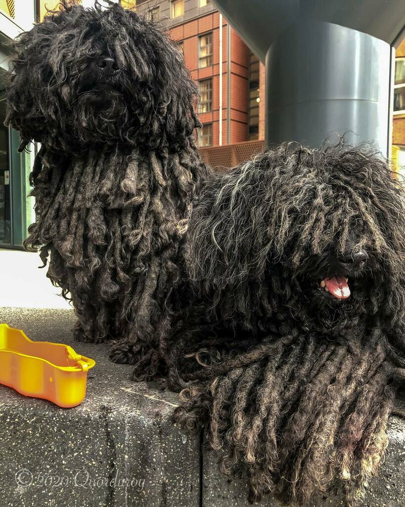 ZebPuliZeb's tweet photo. #Day113 of #SocialDistancingMops
.
Got a new haircut. What do you think?Getting groomed is boring sometimes. So we never let her finish it in one sitting. Things to do, places to go🐾 😑 🐾
.
.
#HungarianPuli #Manchester #DreadlockDog #NotADogDog #Kutya… https://t.co/VuJa8JvnRF https://t.co/eSH19UImpr