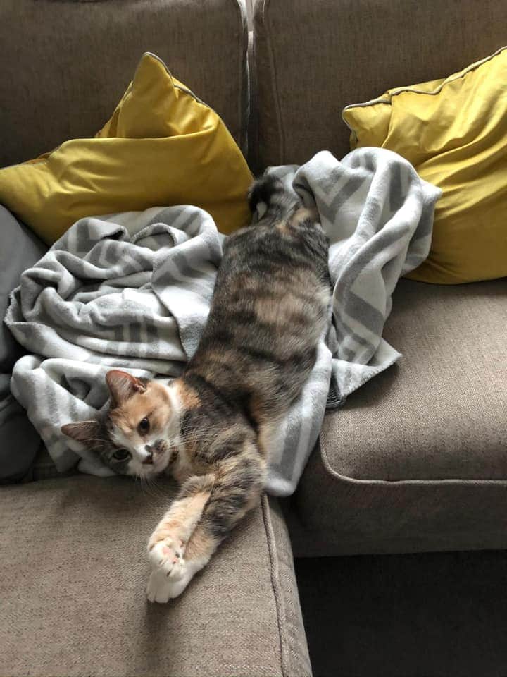 MissingPetsGB's tweet photo. 🐱#MISSING DARCY jumped into a delivery van in #Nottingham on 15 July, driver stopped at 5 stops, 3 in #Leicester (LE4 7RJ) then LE5 2GB &amp; then LE2 6EP

Then travelled to #Birmingham B23 6QD &amp; B66 1RE

MICROCHIPPED has a yellow collar
📞Katya 07429 165 895
https://t.co/ma6xlgBWLG https://t.co/LEch3oVs9I