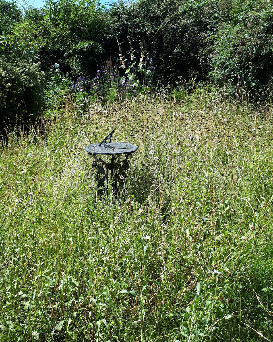 stephenpalmer's tweet photo. This is the 16th #photo in my weekly record monitoring the growth and decline of #OxeyeDaisies in my #OxeyeDaisyProject #LeucanthemumValgareProject. Still attracting #butterflies. #ecopsychology https://t.co/EbJlb3PqbC