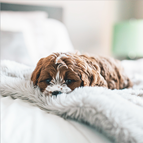 FabCBD's tweet photo. We love your dogs too 🐾 🐕 Check out our dog treats https://t.co/6d17lPq0LF
#dogsofinstagram #sundayfunday #cbd #cbdcommunity #dogs #dogtreats #fabcbd #happy #love #pets #organic https://t.co/ByP6b9TROs