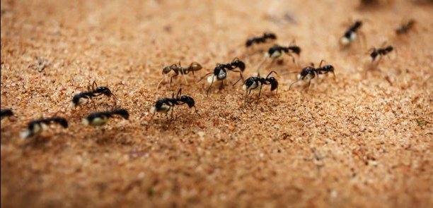 RXnimer's tweet photo. Comment moi je vois les fourmis et comment les autre vois les fourmis https://t.co/crFIJ2aO5S