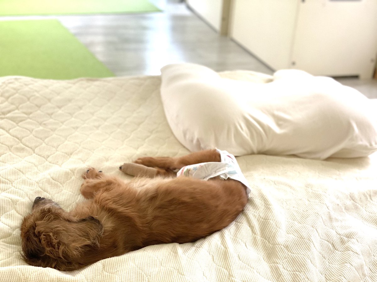 CocoRganbare's tweet photo. ご無沙汰しています❣️
ココちゃん、ボチボチ元気です🐶
ママはココちゃん介護のため、リビングで寝ています😊

気持ちよさそうに寝ているココちゃん❤️←たまに息をしてるか確認（笑）

#ミニチュアダックス #老犬介護 #秘密結社老犬倶楽部　#腎不全 https://t.co/ryPh0sPS0N