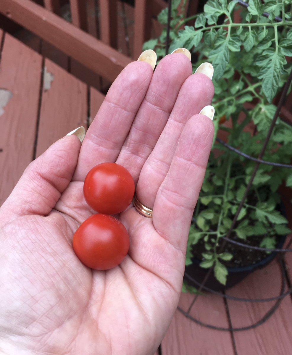 10MinDQ's tweet photo. First of the season officially picked so gingerly...having an #Amazballs moment. #CheckOneTwo @CahonasScotland @RitchieMarshall https://t.co/iQDPy2694h