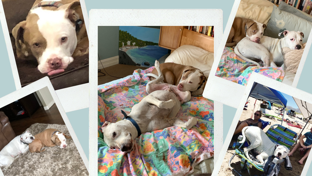 BLT_Recruiting's tweet photo. I am the luckiest girl in the world to have these two loving dogs, Peppy &amp; Georgie during this challenging pandemic! - @recruiterchick 

Want to see more #PetsofBLT? We'll be posting about our furry friends all month! #WeAreBLT https://t.co/vI8davtmuy