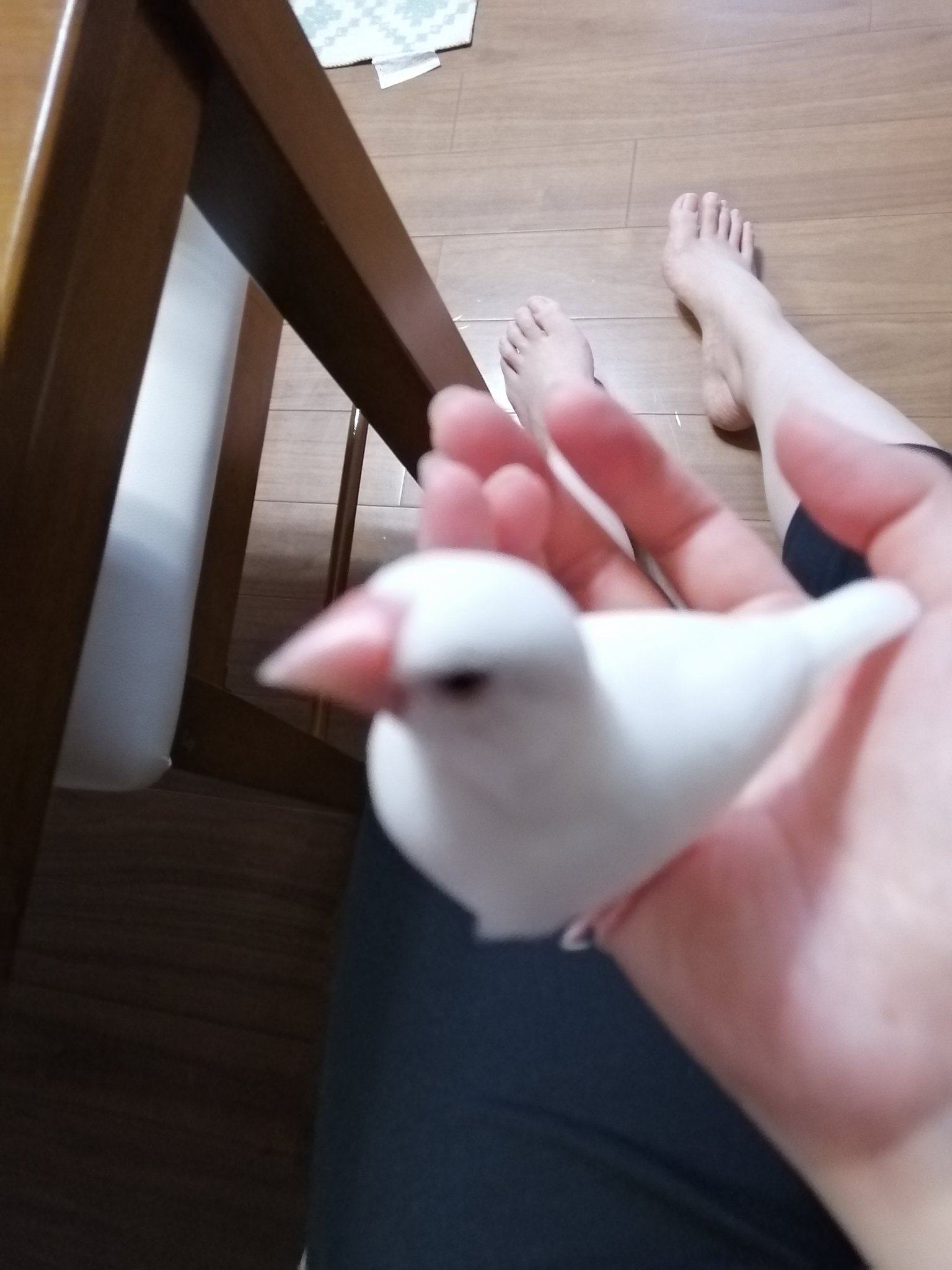 文鳥 In うちの文鳥可愛いから見て ってやりたいけどかわいい写真撮れないよ みんなどうやってんの でもブレても可愛い から良し やる気あるのか