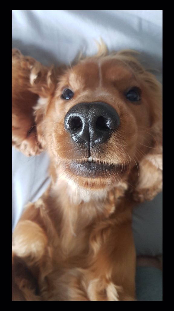 gersimone64's tweet image. Sam the Golden Cocker Spaniel #snootaboop 🏴󠁧󠁢󠁳󠁣󠁴󠁿