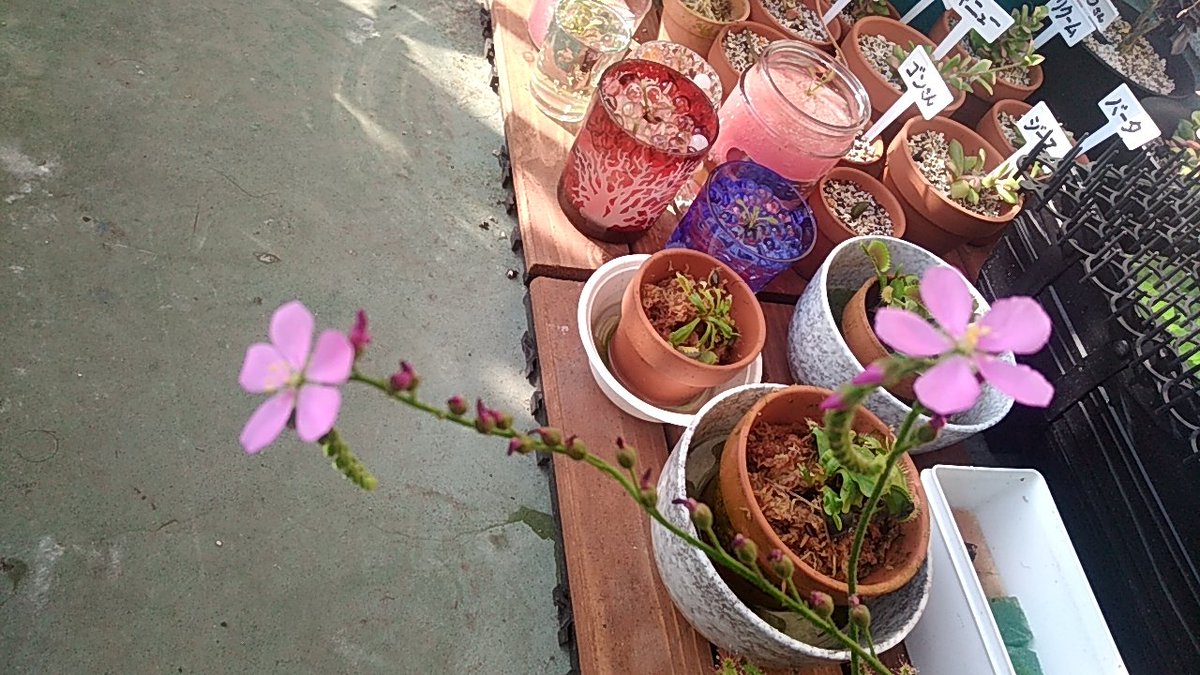 高橋 勇樹 食虫植物 アフリカナガバノモウセンゴケ ドロセラカペンシス 今朝は日照も良く モウセンゴケの花もいつもより元気そうです 4番目の花茎も順調だが 色付くのはまだ先になりそう 花茎3本による競演はないかな