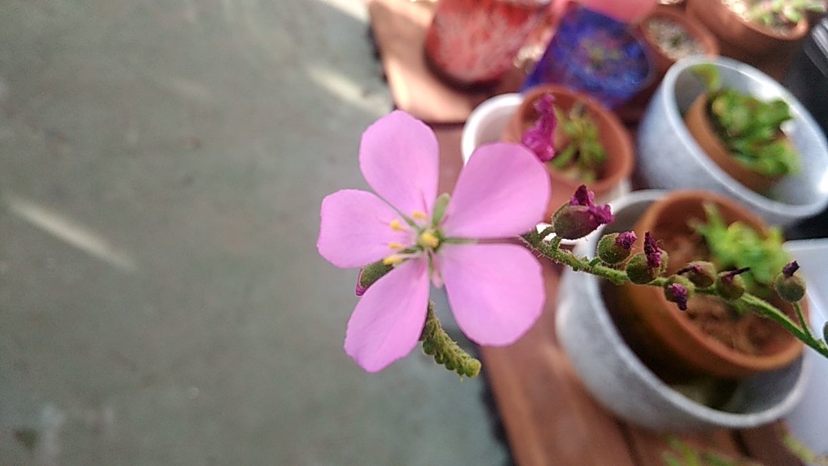 高橋 勇樹 食虫植物 アフリカナガバノモウセンゴケ ドロセラカペンシス 今朝は日照も良く モウセンゴケの花もいつもより元気そうです 4番目の花茎も順調だが 色付くのはまだ先になりそう 花茎3本による競演はないかな