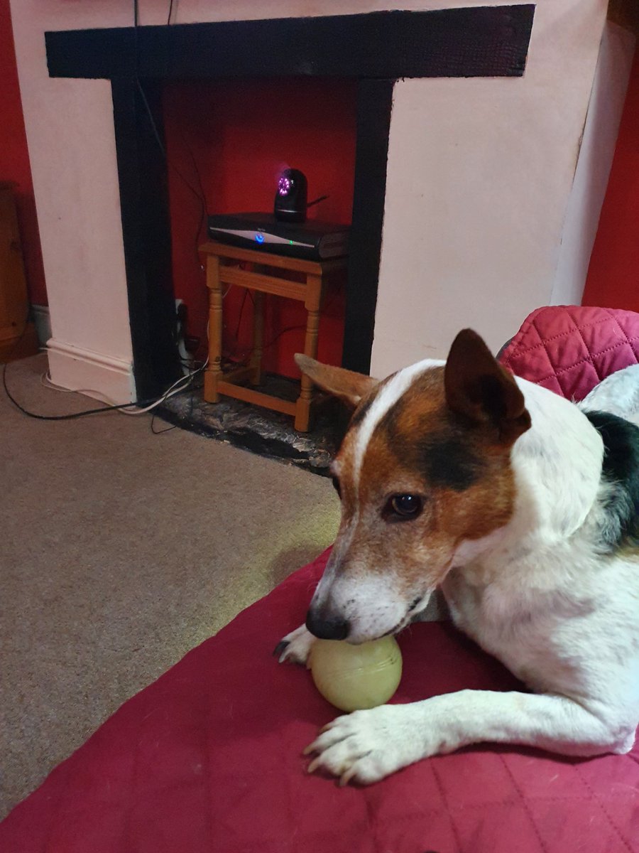 staffsref's tweet photo. It's MY ball!! https://t.co/yhxpHHB43W