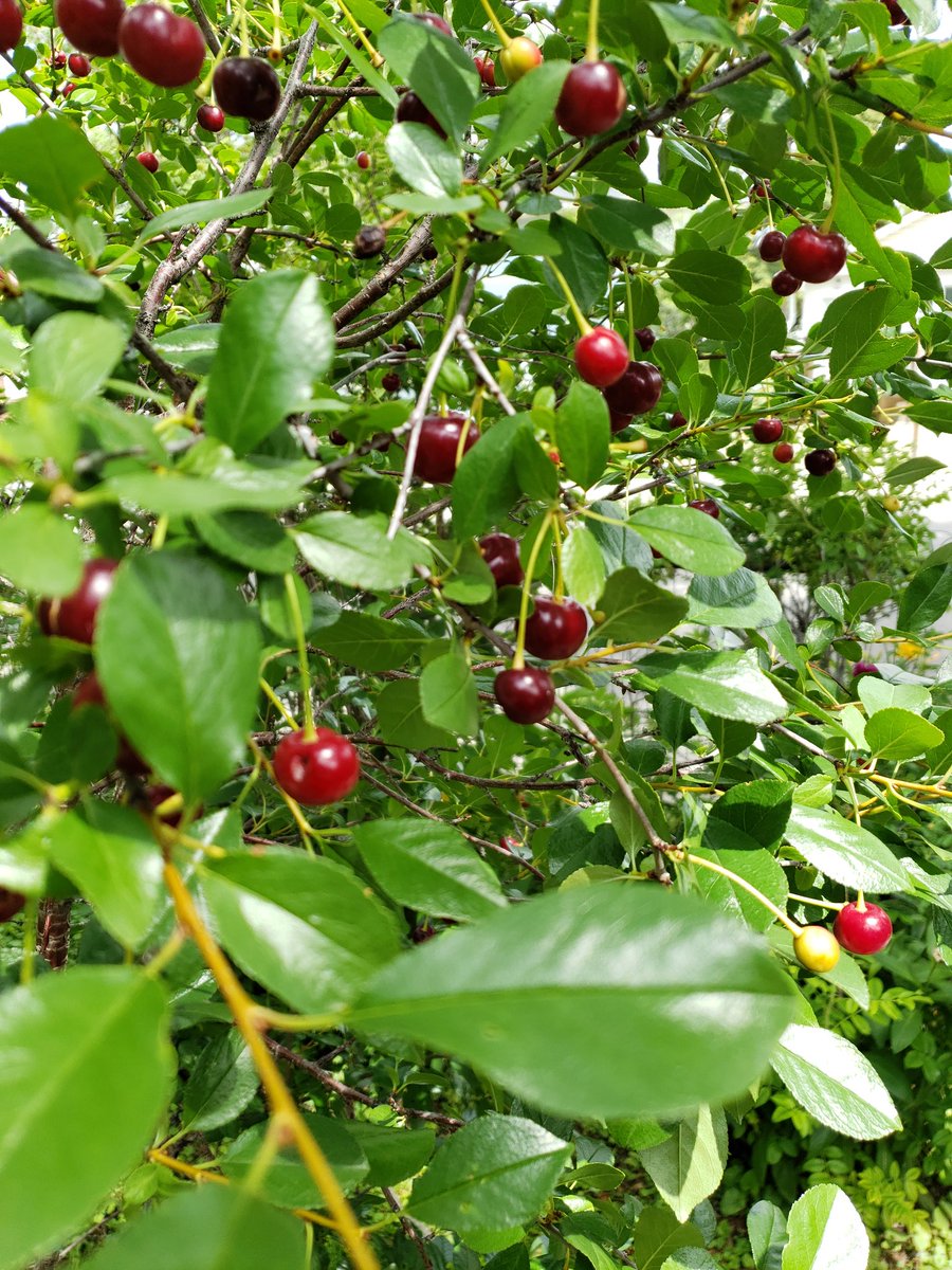 MDIVADOMESTICA's tweet photo. Doesn't get much fresher than this. Cherries picked this morning &amp; a dozen tarts in the afternoon 🍒❤
#yqr #cherrytarts #freshpicked #sask https://t.co/EJHYlUuHVq