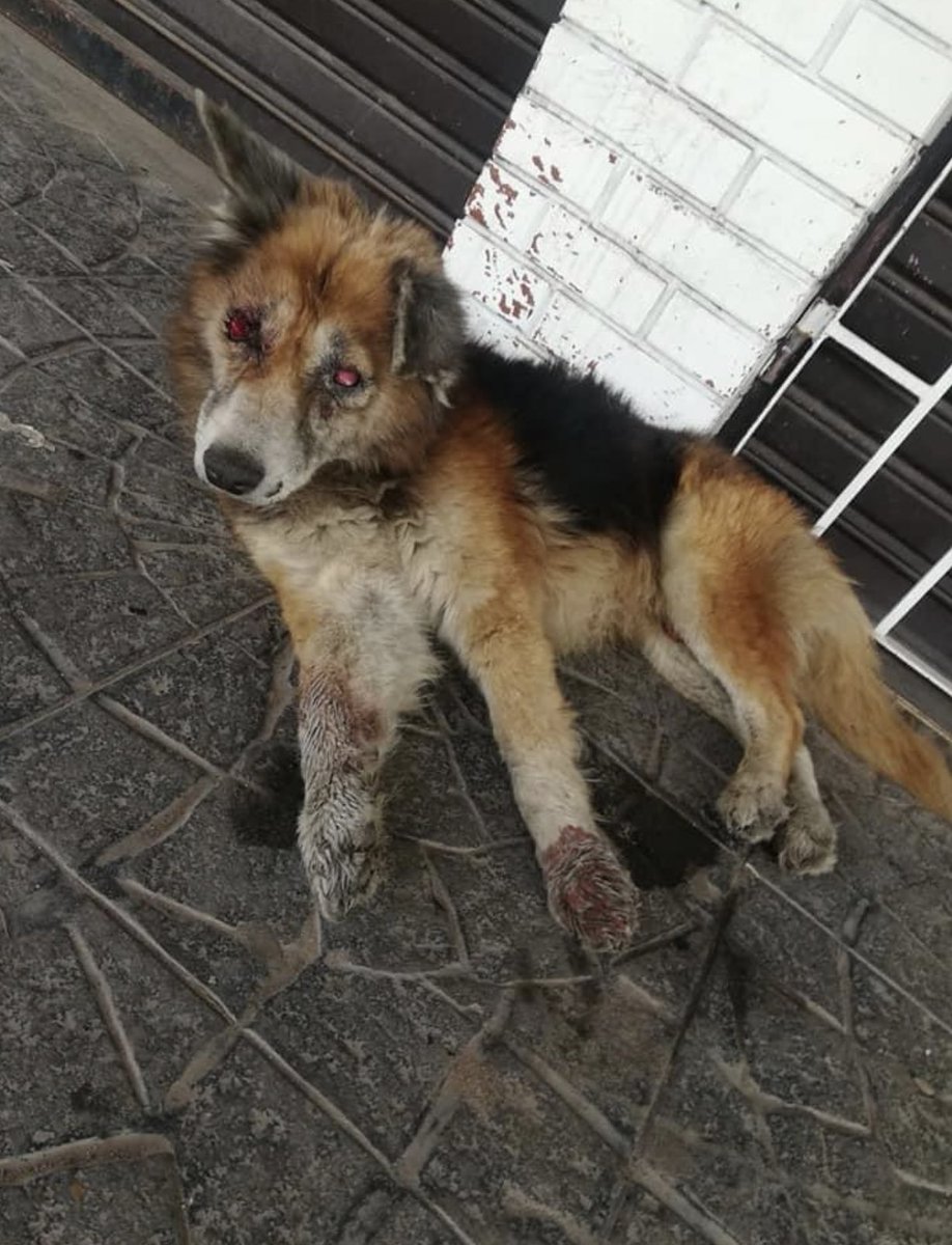 PatitasGlew's tweet photo. Hace un ratito rescatábamos a #Celestino de esta situación, desde la mañana se encontraba agonizando en una vereda, repleto de tumores y ciego por los mismos. 
Mañana vamos a la vete y necesitamos ayuda para costear sus gastos. 
Por favor no nos dejen solas, los necesitamos! https://t.co/pSuFE2ekpk
