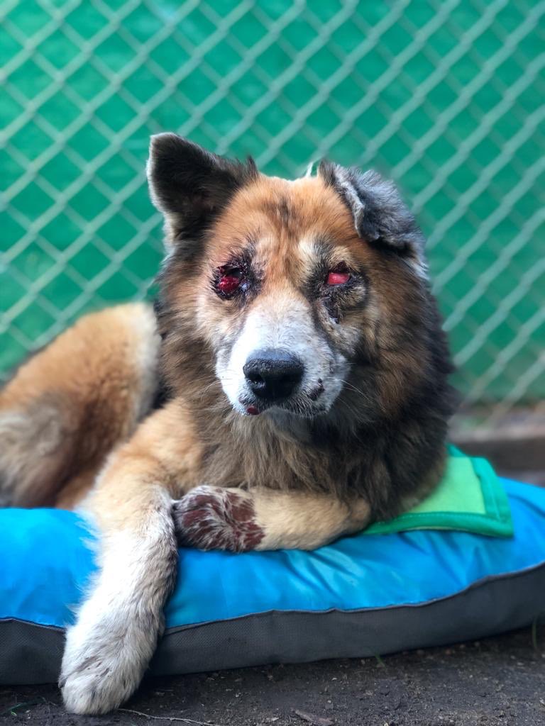 PatitasGlew's tweet photo. Hace un ratito rescatábamos a #Celestino de esta situación, desde la mañana se encontraba agonizando en una vereda, repleto de tumores y ciego por los mismos. 
Mañana vamos a la vete y necesitamos ayuda para costear sus gastos. 
Por favor no nos dejen solas, los necesitamos! https://t.co/pSuFE2ekpk