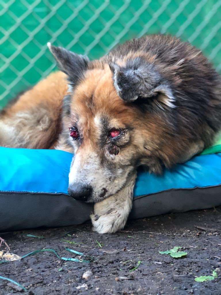 PatitasGlew's tweet photo. Hace un ratito rescatábamos a #Celestino de esta situación, desde la mañana se encontraba agonizando en una vereda, repleto de tumores y ciego por los mismos. 
Mañana vamos a la vete y necesitamos ayuda para costear sus gastos. 
Por favor no nos dejen solas, los necesitamos! https://t.co/pSuFE2ekpk